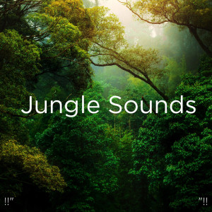 ดาวน์โหลดและฟังเพลง Crickets For Sleeping พร้อมเนื้อเพลงจาก Yoga