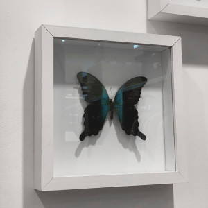 อัลบัม มีแค่เธอ (Butterfly) ศิลปิน 1B4