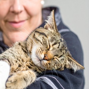 Música para Gatos Dormidos的專輯Maullidos Suaves: Música Relajante Para Gatos