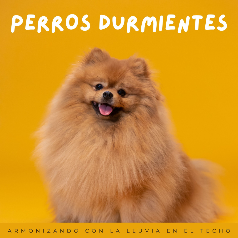 Los Perros Disfrutan De La Sinfonía Del Sueño De La Lluvia