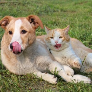 ดาวน์โหลดและฟังเพลง Pets Night Calm Music พร้อมเนื้อเพลงจาก Buddhist Chants and Music