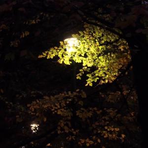 ดาวน์โหลดและฟังเพลง Pas Se Dire พร้อมเนื้อเพลงจาก Ephemere