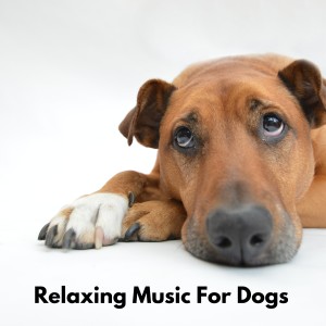 อัลบัม Relaxing Music for Dogs ศิลปิน Sleeping Music For Dogs