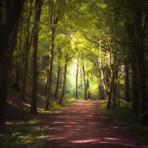 Listen to Allow Me To Dream song with lyrics from Zen Music Garden