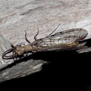 ดาวน์โหลดและฟังเพลง Kavanah (feat. Dizzie Davidz) พร้อมเนื้อเพลงจาก Cam