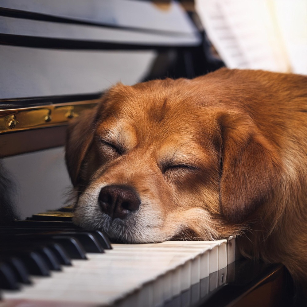 Sonidos De Animales Relajados
