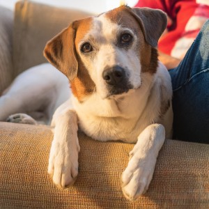 ดาวน์โหลดและฟังเพลง Llaves Pacíficas Para Acompañamiento พร้อมเนื้อเพลงจาก Tortuga de piano soñolienta