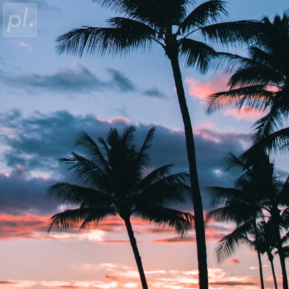 Palm Trees in Paradise