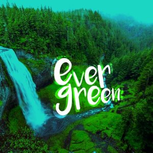 Natural Forest Sounds的專輯Evergreen