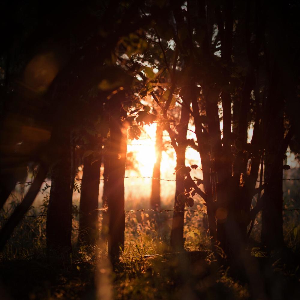 Feel Peaceful with Sounds of Nature and Crickets