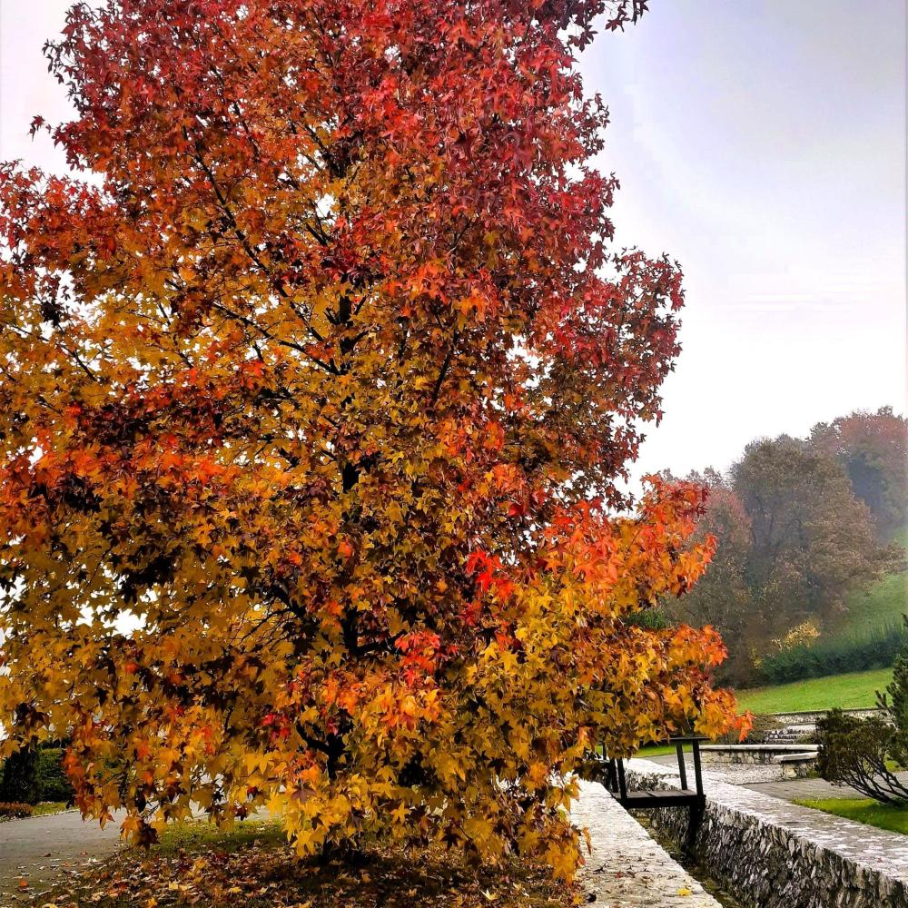 Autumn Allegro