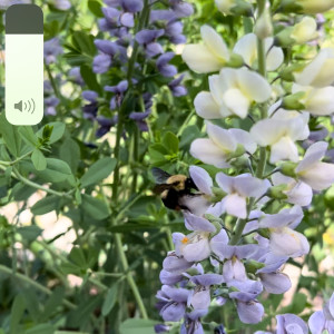 收聽Absofacto的Rewind (Marian Hill Remix)歌詞歌曲