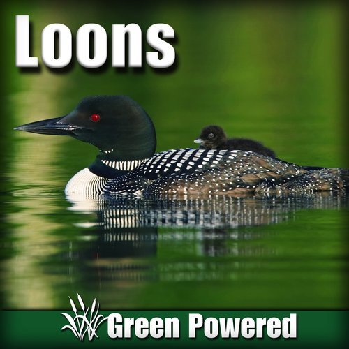 The Haunting Call of the Loon