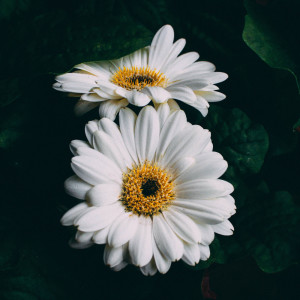 Listen to I Hear it song with lyrics from Spa Music Relaxation