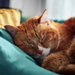 ดาวน์โหลดและฟังเพลง Fluir Pacífico De Gatitos พร้อมเนื้อเพลงจาก Ondas Alfa Ondulantes