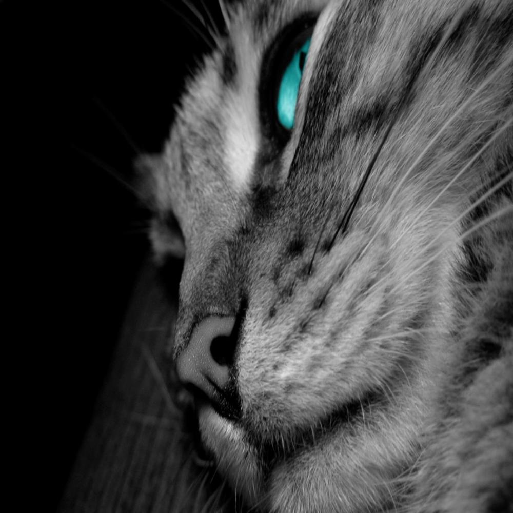 Stray Cat
