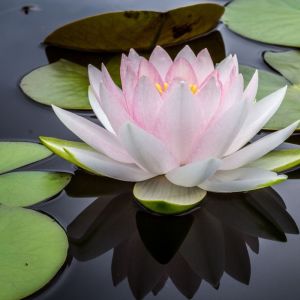 Listen to High Mountain Breeze song with lyrics from Relaxing Spa Music