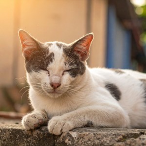 ดาวน์โหลดและฟังเพลง Melodías Suaves Gatos En Tranquilidad พร้อมเนื้อเพลงจาก Gato piano