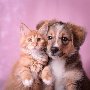 ดาวน์โหลดและฟังเพลง Melodías Lofi De Amistad พร้อมเนื้อเพลงจาก Investigación de ritmos binaurales