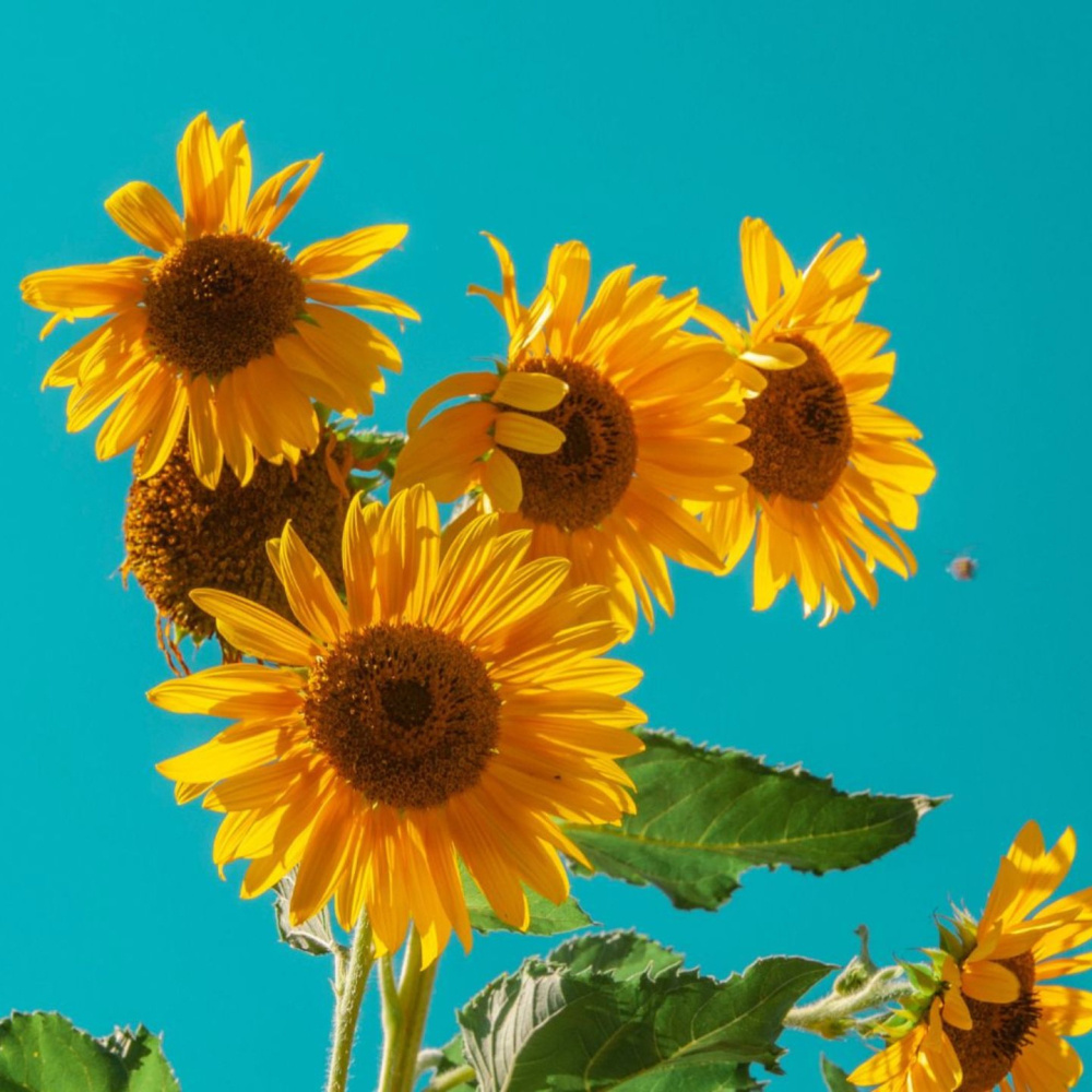 ทานตะวัน (Sunflower) (Speed Up)
