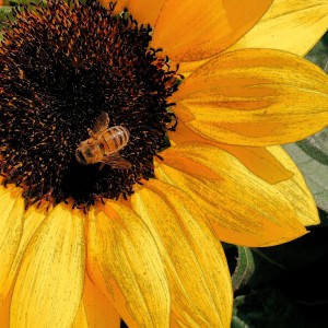 收听Sarah Vaughan的The Man I Love歌词歌曲