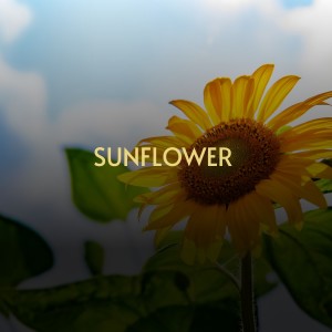 Various Artists的專輯Sunflower