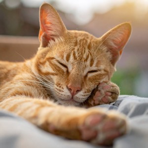 ดาวน์โหลดและฟังเพลง Armonía De Gatos Soñadores พร้อมเนื้อเพลงจาก Barba apacible