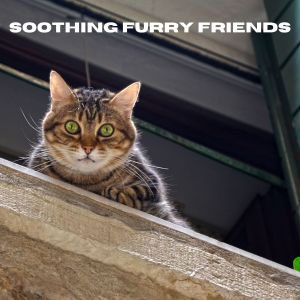 อัลบัม Soothing Furry Friends ศิลปิน Relax My Kitten