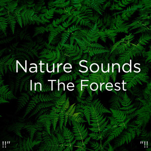 Dengarkan Rain Music lagu dari Nature Sounds dengan lirik