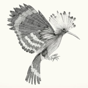 Listen to Janeta song with lyrics from Cocanha