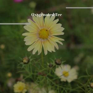 Listen to China Cop song with lyrics from Elve Taer