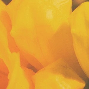 Magda的專輯For Spring