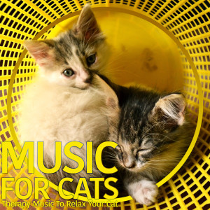 Listen to All Is Calm song with lyrics from Cat Music Dreams