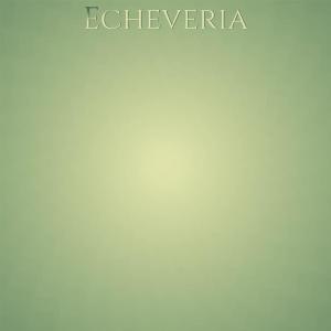 Various的专辑Echeveria