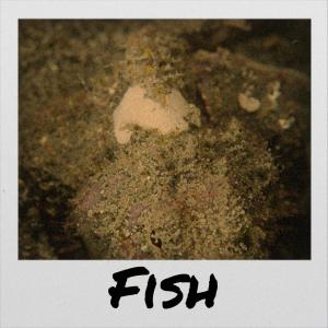 Album Fish from Saira Naga