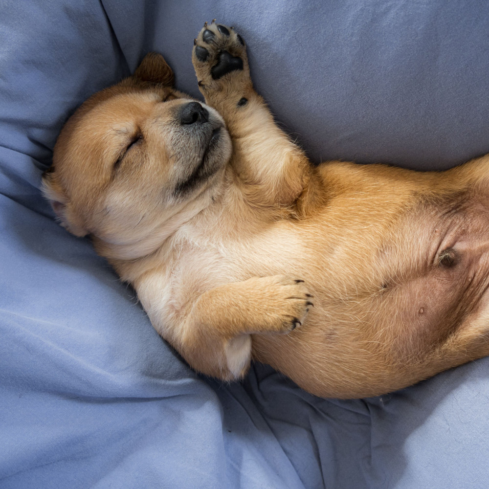 Moonlit Canine Slumber in Rainfall Harmony