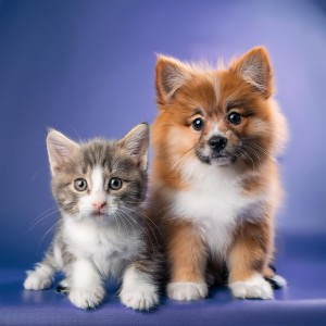 อัลบัม Música Serena Para La Relajación Diaria De Las Mascotas ศิลปิน Elefantes ancestrales