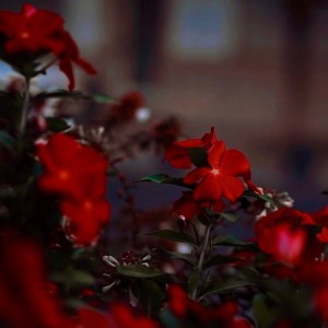 default album img