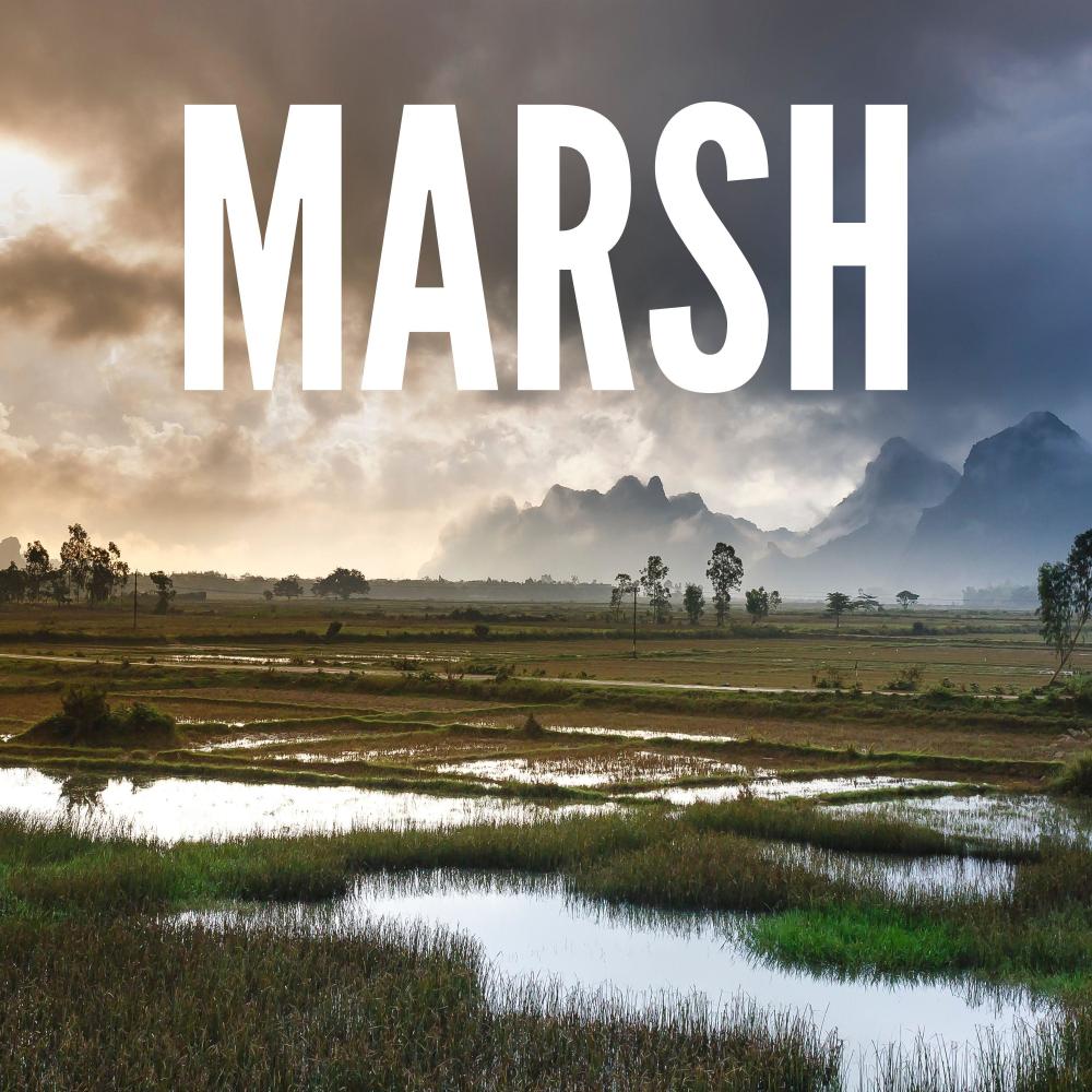 Marsh