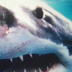 ดาวน์โหลดและฟังเพลง Haie พร้อมเนื้อเพลงจาก Kool Savas