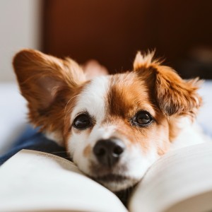 Some Dog Songs的專輯Quiet Time for Dogs: Gentle Music