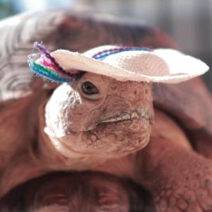 收聽Carlos Daniel Gerardo Vera的La Cancion De Waffle歌詞歌曲