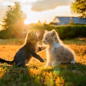 ดาวน์โหลดและฟังเพลง Melodías Suaves Para Mascotas พร้อมเนื้อเพลงจาก Quietud animal profunda