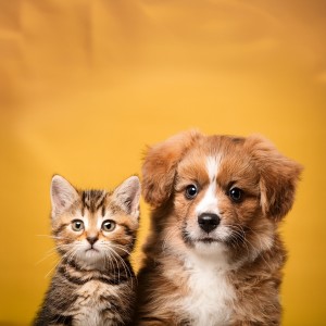 Musicoterapia para el cuidado de mascotas的專輯Lofi Al Ritmo De Los Dulces Sueños De Tus Mascotas