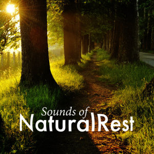 ดาวน์โหลดและฟังเพลง Brookside Birdlife พร้อมเนื้อเพลงจาก Sonidos de la naturaleza Relajacion