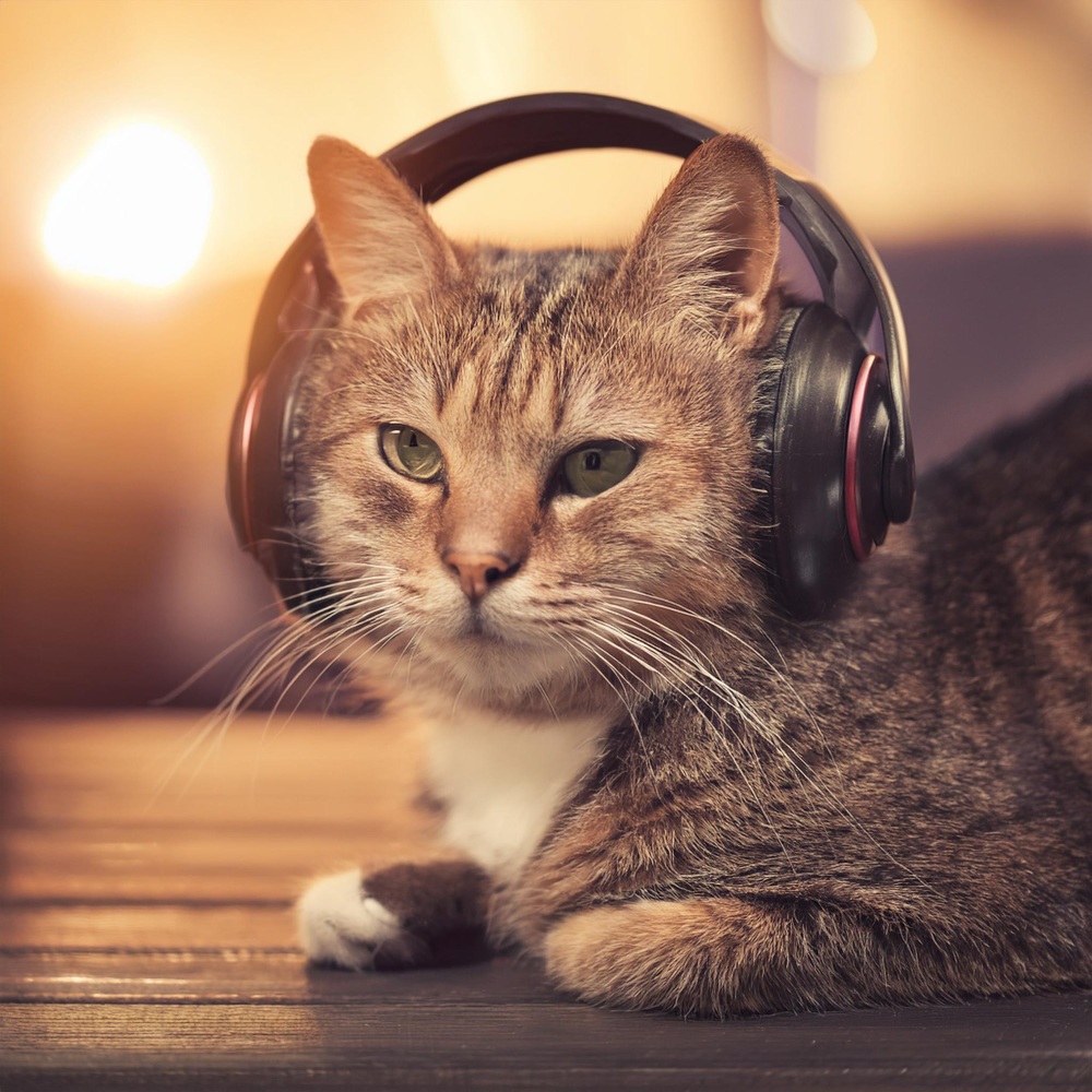 Calming Cat Rhythms
