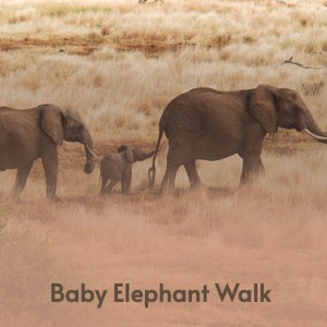 收聽Miniature Men的Baby Elephant Walk歌詞歌曲