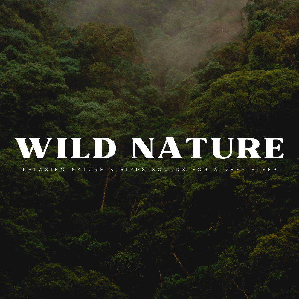 Beautiful Dreams With Forest Noise