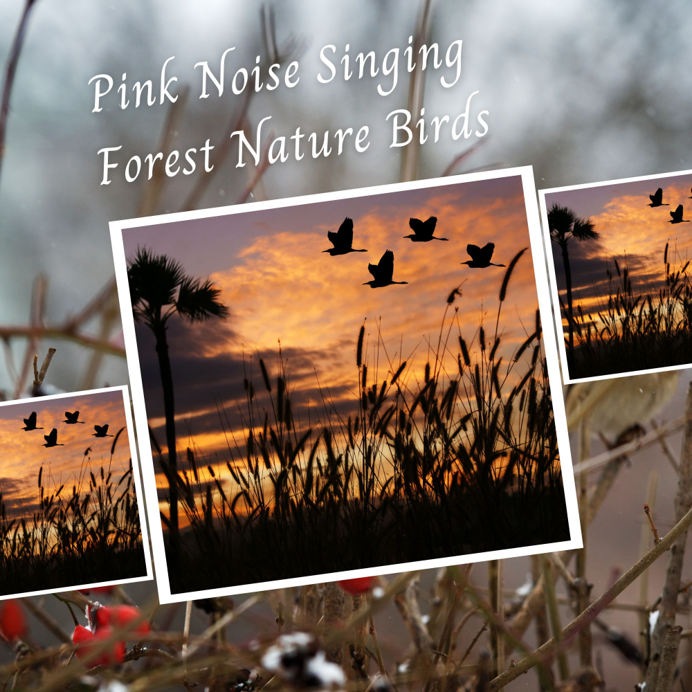 Pink Noise Singing Forest Nature Birds - 3 Hours
