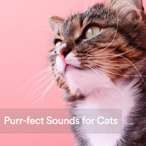Soothing Sounds的專輯Purr-fect Sounds for Cats